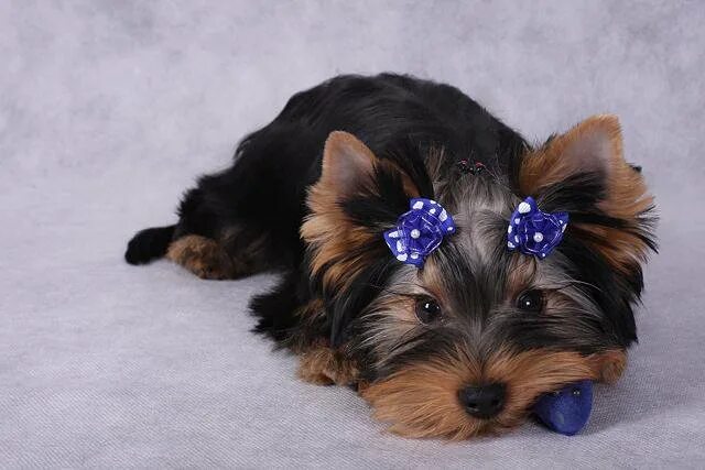 йоркширский терьер 7 месяцев