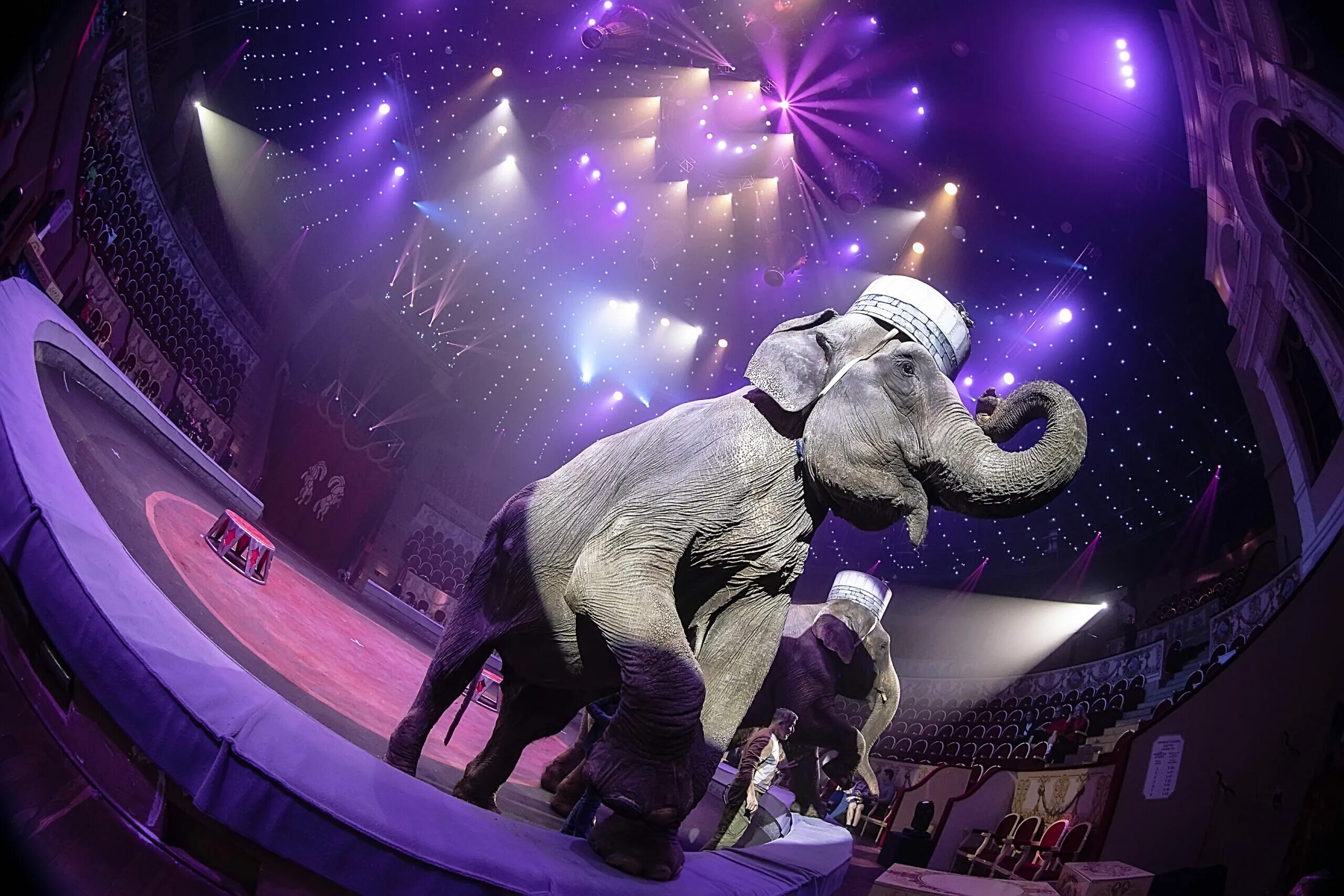 Тула цирк представление 2023 цирк. Цирковой слон. Цирковое представление. Страшная сила цирк на вернадского. Кемеровский цирк слоны.
