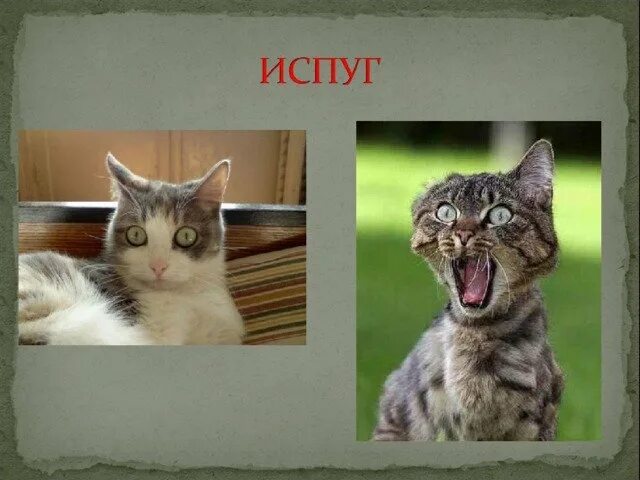Выражение эмоции у животных. Эмоции животных. эмоции животных в фотографиях. смешные эмоции животных. эмоции животных в рисунках и фотографиях проект.