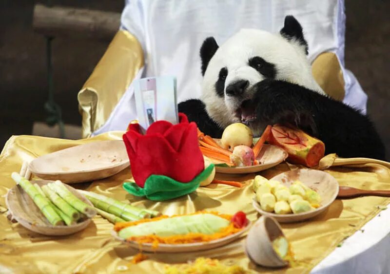 Обед в зоопарке. Питание панды. Панда обедает. Питание большой панды. Панда завтракает.