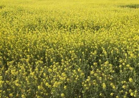 Какой сидерат лучше горчица белая или желтая