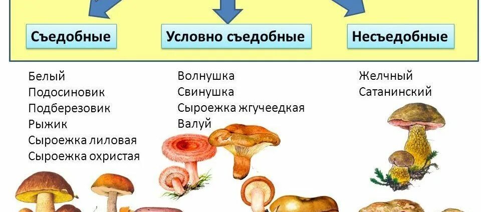 Съедобные грибы и несъедобные грибы таблица. Съедобные условно съедобные и несъедобные грибы. Съедобные условно съедобные и несъедобные грибы. Таблица съеднвх и не сьедобных грибов. Карточки съедобные и несъедобные грибы для детей.