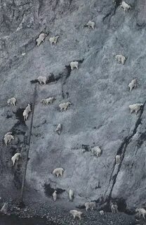 Горные козлы где