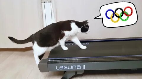Кота дорожки