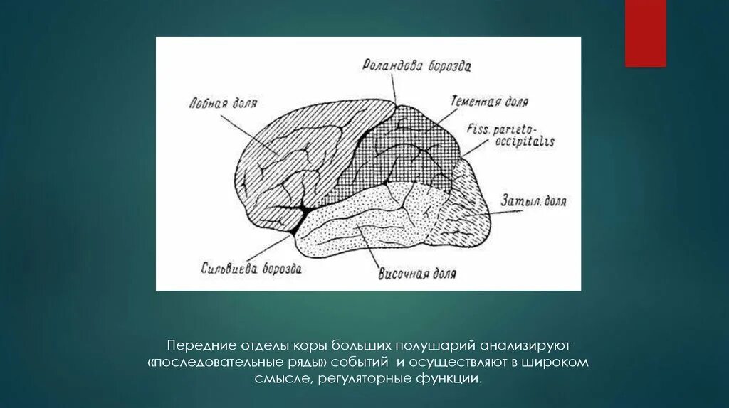 Синдромы поражения премоторных отделов коры. Нейропсихологические синдромы поражения передних отделов коры.. Передние зоны лобной коры.