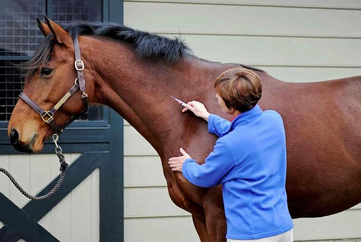 Как называется человек который ухаживает за лошадьми. Причесывает лошадь. Как называется человек который ухаживает за лошадьми. Уход за лошадью фото. Чистка лошадей в конюшне.