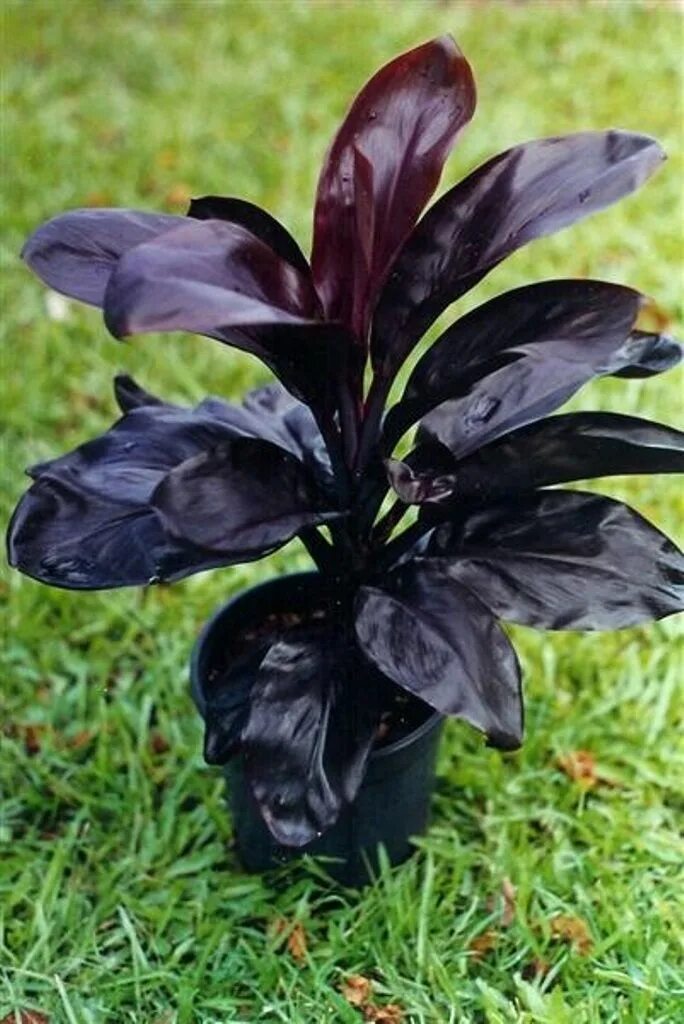 Cordyline fruticosa Leaf texture. Black plants