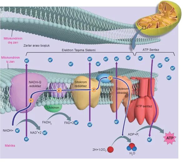 гликолиз в матриксе митохондрий. схема клеточного дыхания в митохондриях. тканевое дыхание в митохондриях. цикл кребса кислородный этап. схема кислородного этапа клеточного дыхания.