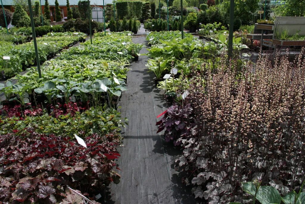 Sad car. царь-сад питомник растений. питомник царь сад москва. садовый питомник царь сад. питомник царь сад москва.