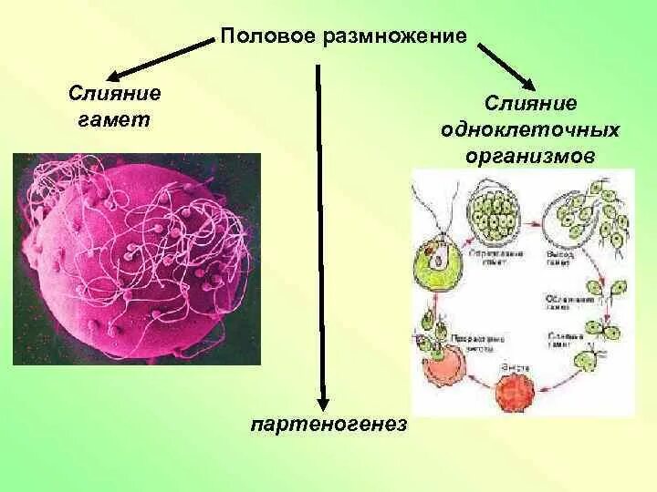 В результате слияния гамет происходит. Половое размножение гаметы. Половое размножение организмов слияние гамет. Слияние одноклеточных организмов размножение. Слияние гамет половых клеток.