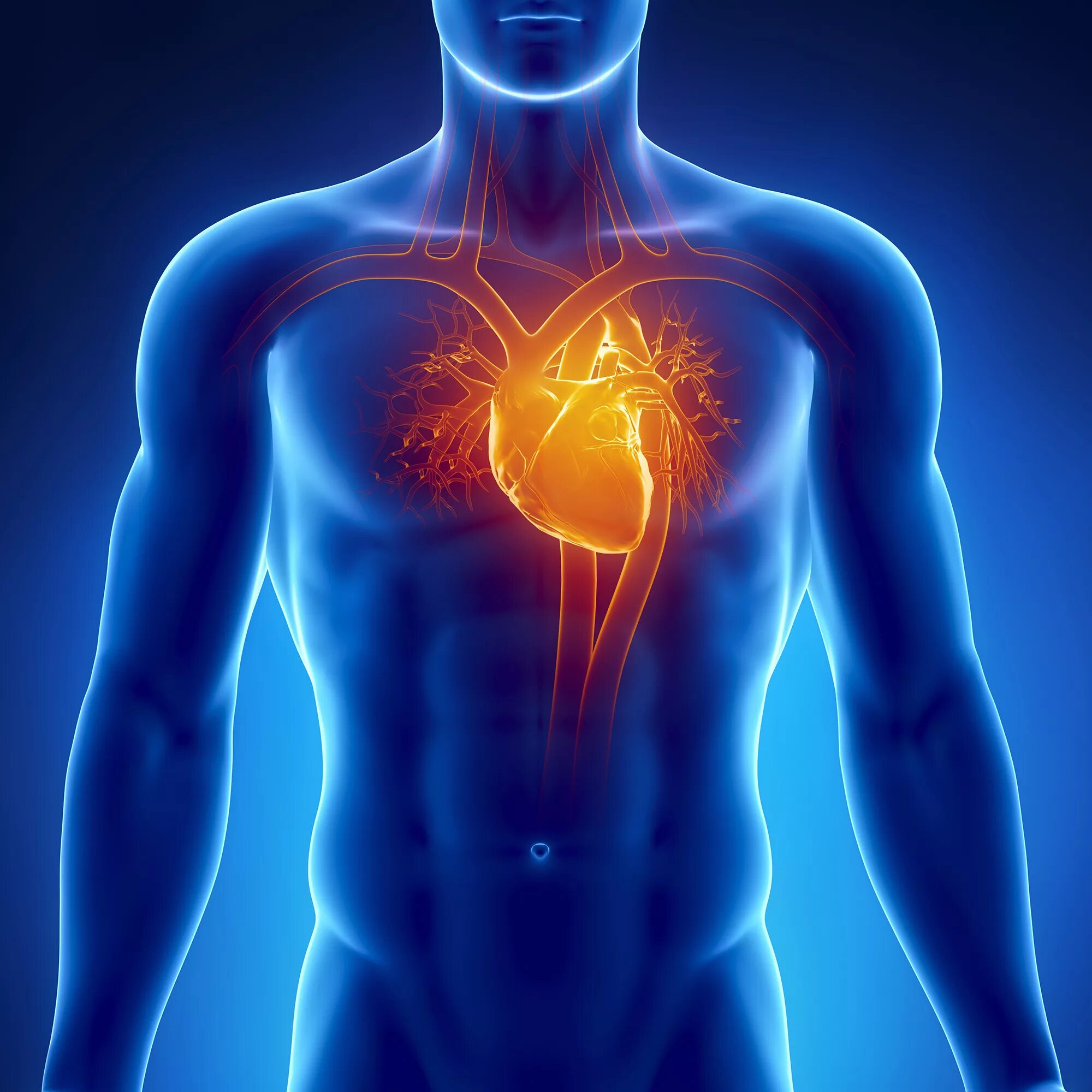 Легкие сердечные заболевания. Сердечно-сосудистые заболевания. Сердце в организме человека. Болезни сердечно-сосудистой системы.