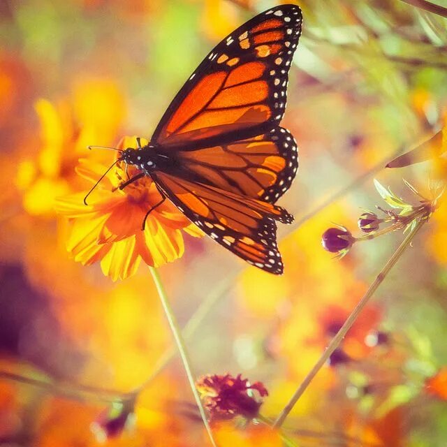 Monarch Butterfly In Autumn Forest by Inspired Nature Photography Fine Art Photo