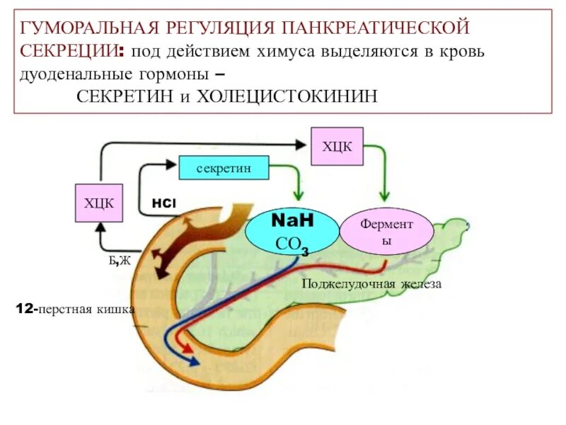 Нейрогуморальная регуляция панкреатической секреции. Гастрин и секретин. Регуляция секреции 12 перстной кишки.