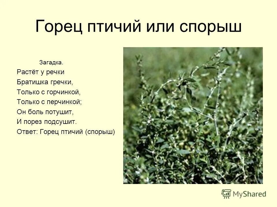 горец птичий(спорыш) (50г). горец птичий. трава горец птичий лечебные свойства. горец птичий спорыш. эрвы шерстистой трава 30г.