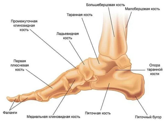 Голеностопный сустав это. Таранная кость голеностопа. Таранная кость голеностопного сустава. Таранная кость стопы анатомия. Таранная кость стопы строение.