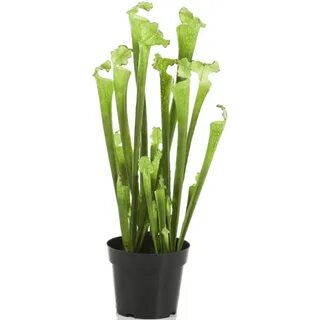 Extra plant