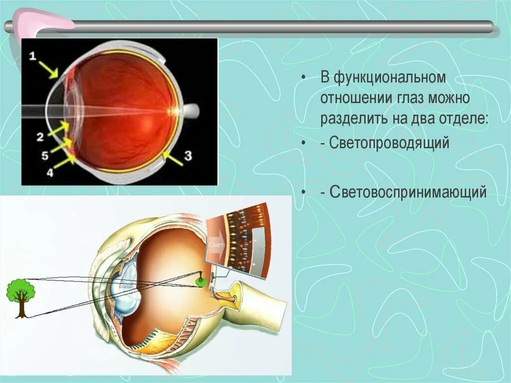 Светопроводящие структуры глаза. Прозрачные среды глаза. Светопроводящий аппарат глаза. Аккомодация зрения.