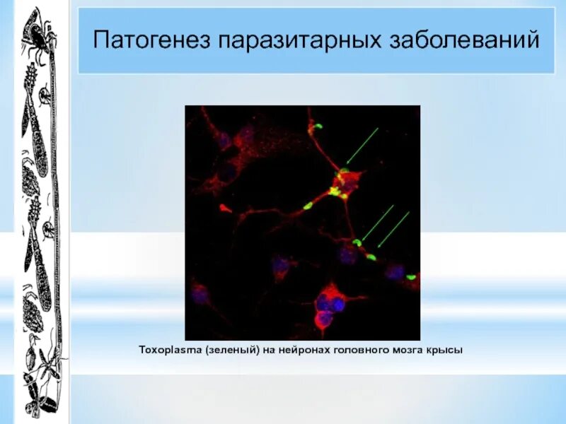 Основные паразитарные заболевания. Эпидемиология паразитарных инфекций. Патогенез паразитарных заболеваний. Паразитарные заболевания презентация.