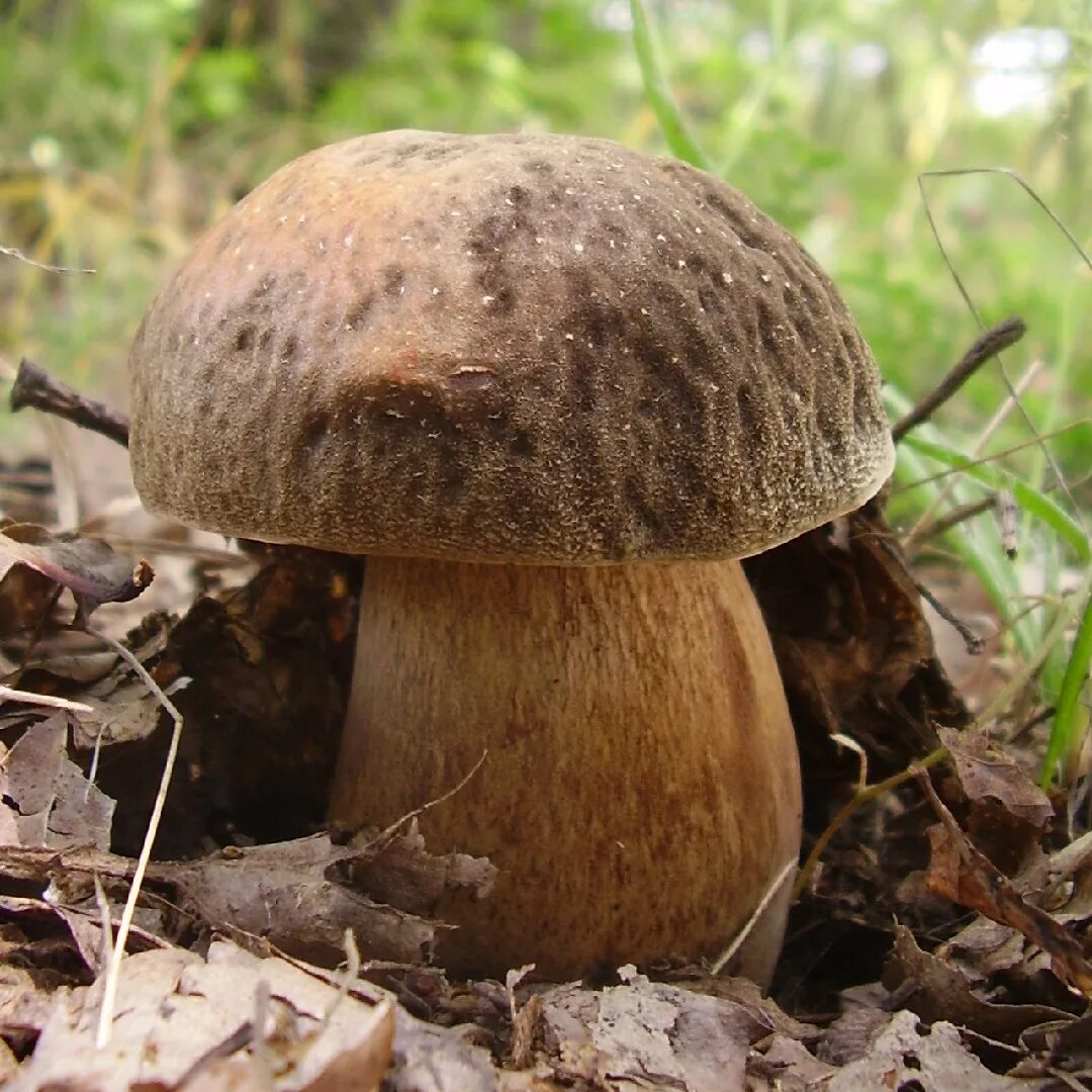 Белый гриб бронзовый Boletus aereus. Гриб бронзовый Боровик. Боровик девичий (Boletus appendiculatus). Белый гриб темно-бронзовый (медный, Грабовый) (Боровик бронзовый). Боровик 5