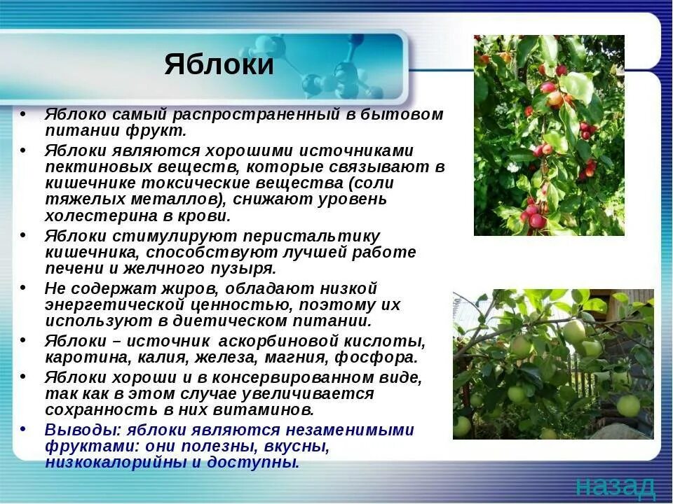 Текст про яблоко. Сообщение о яблоне. Яблоко краткое описание. Презентация на тему яблоко. Культурное растение яблоня.