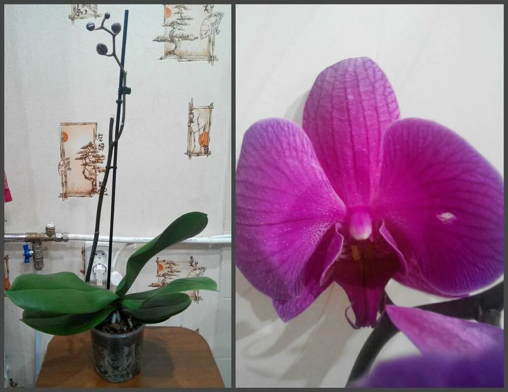 Орхидея и фаленопсис разница. Фаленопсис отличие от орхидеи. Отличие орхидеи от фаленопсиса. Невская Орхидея отличия.