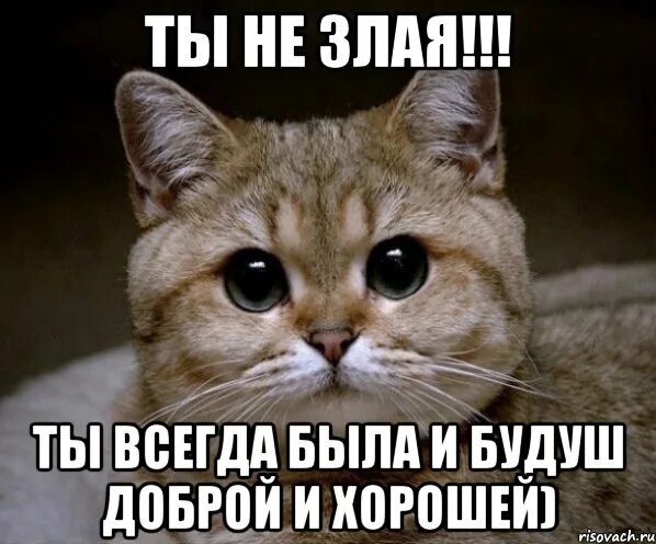 Абсолютно не злой но при этом довольно. Ты злой. когда ты злой. я злой. ты не злой.