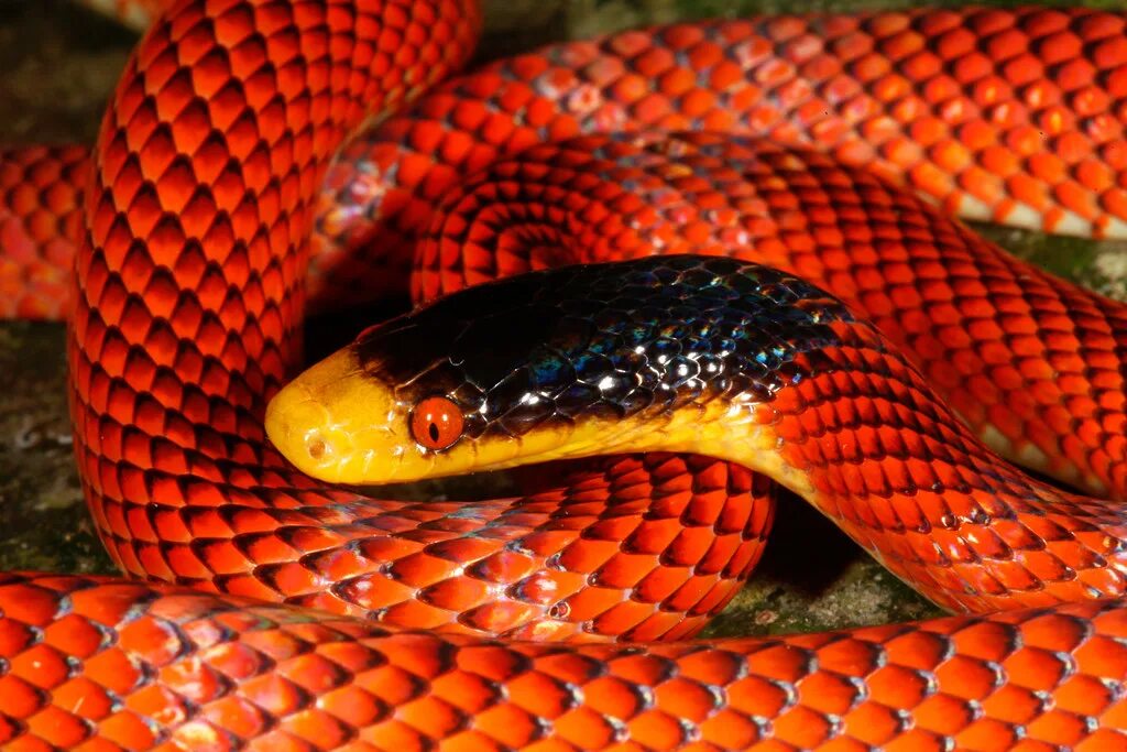 Неядовитая оранжевая змея. Красный полоз змея. Краснокнижный полоз. Тайпан змея.