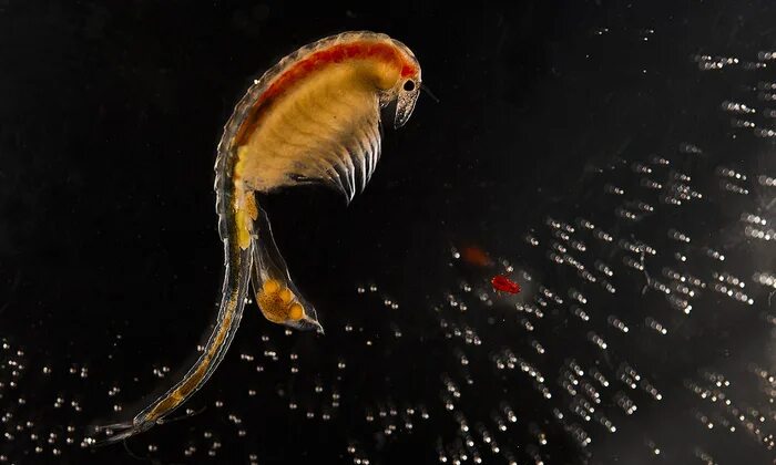 Рачок артемия салина. Рыбки артемии. Рыбки артемии. Ракообразные артемия салина. Ракообразные артемия салина.