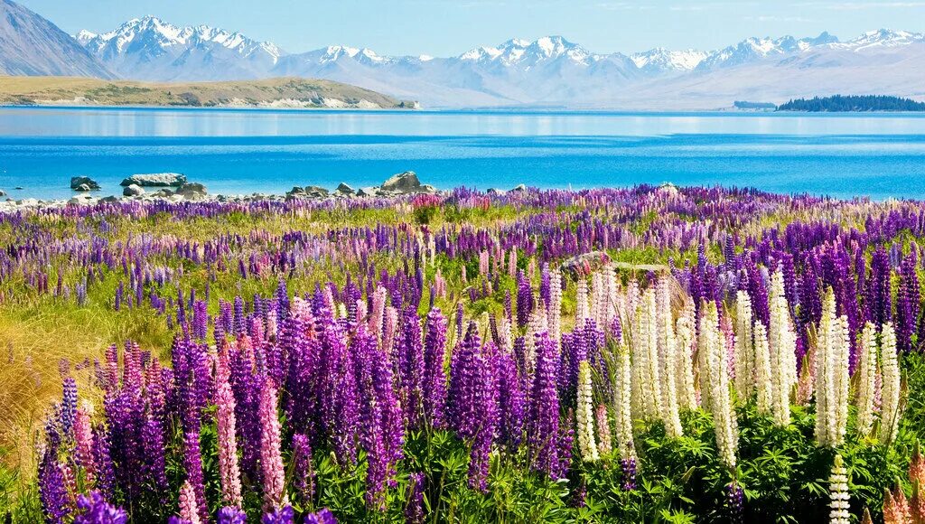 Все новые растения. Озеро Текапо в новой Зеландии. Цветение люпинов новая Зеландия. Люпины на озере Текапо новая Зеландия. Новая Зеландия озера Текапо на Южном острове.
