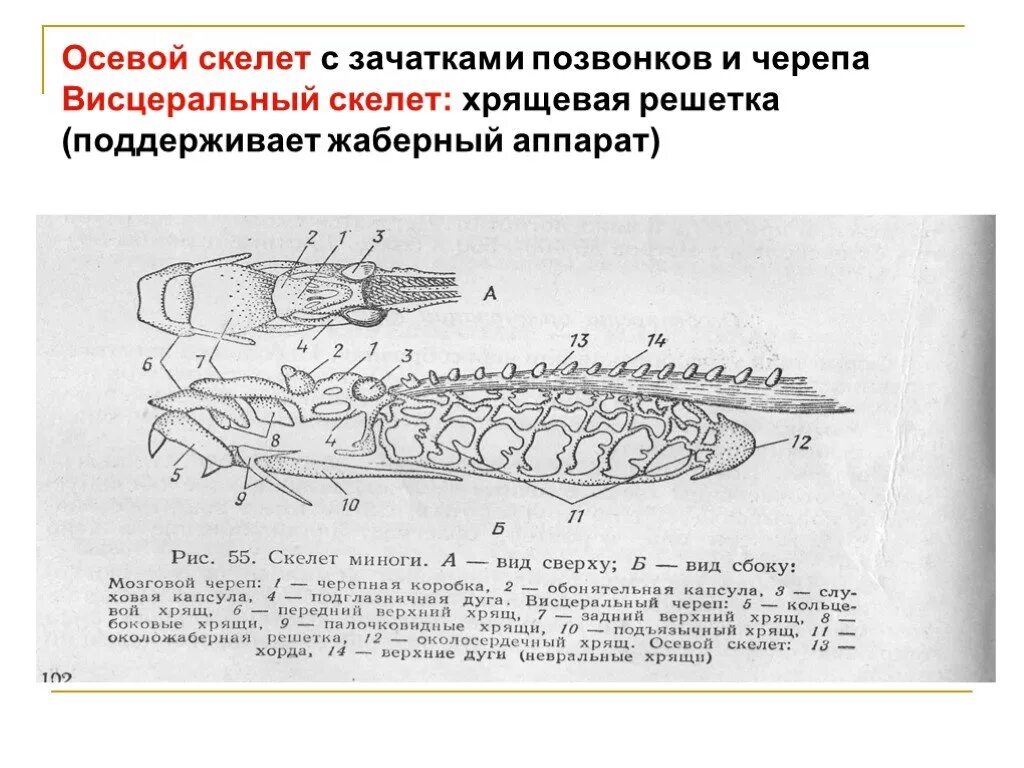 Опорно двигательная система круглоротых. Осевой скелет круглоротых. *Висцеральный аппарат круглоротых. Висцеральный скелет круглоротых.