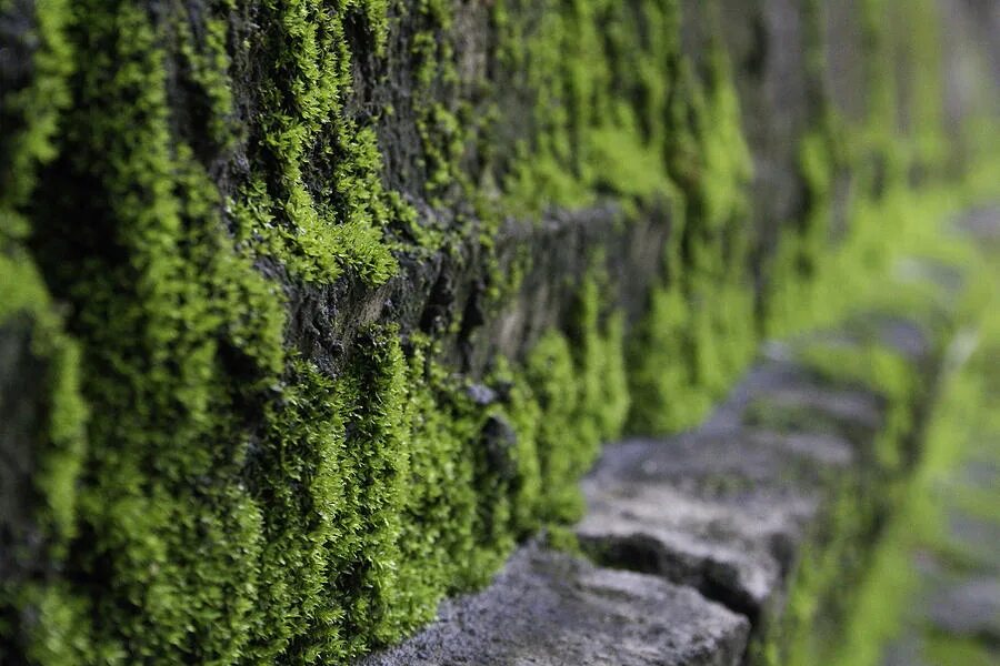 мох на камне. замшелый. замшелый металл. пень в лесу. кэрсивин ирландия лес.