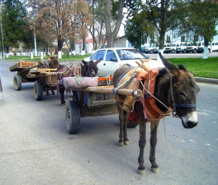 Ишакский базар. Ослик и мужчина. Город бухара улицы ишаки. Город бухара улицы ишаки. Погода ишаки на неделю.