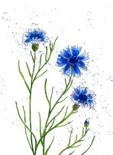 Василек рисунок