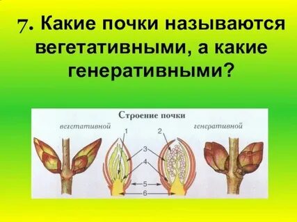 Корень это генеративный орган