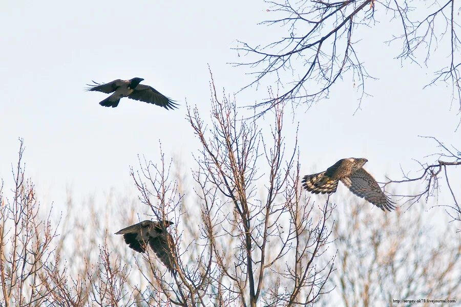 Ворона гоняет. Коршуны и вороны. Орел нападает на стаю птиц. Стая Ястребов. Ворон и ястреб.