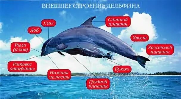 Температура тела дельфина