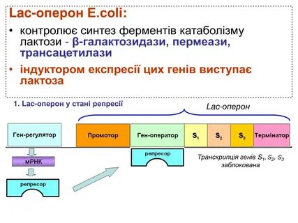 Оперон
