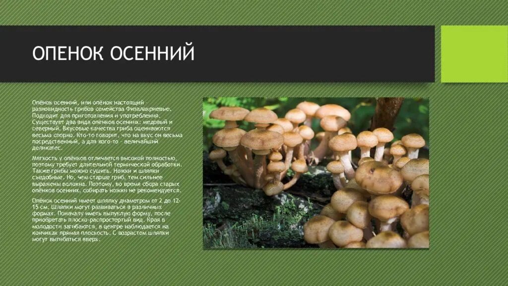 Гриби - їстівні чи отруйні. Визначаємо по фото - #97 от пользователя Kharkovchan