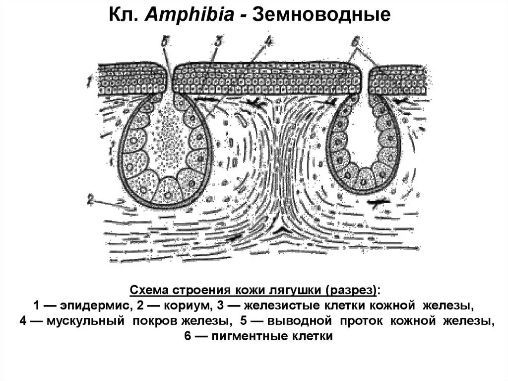 Кожное дыхание у человека. Схема строения кожи земноводных. Строение кожи амфибий. Кожные покровы амфибий. Кожные покровы лягушки.