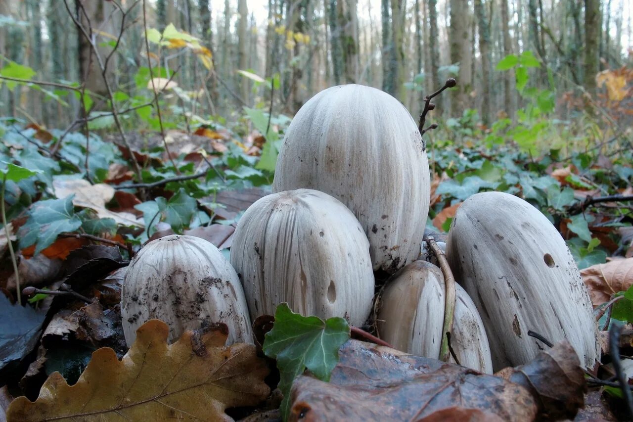 Навозник серый Coprinus atramentarius. Навозник обыкновенный гриб. Гриб навозник чернильный. Чернильный гриб (Coprinus atramentarius. Навозник олень