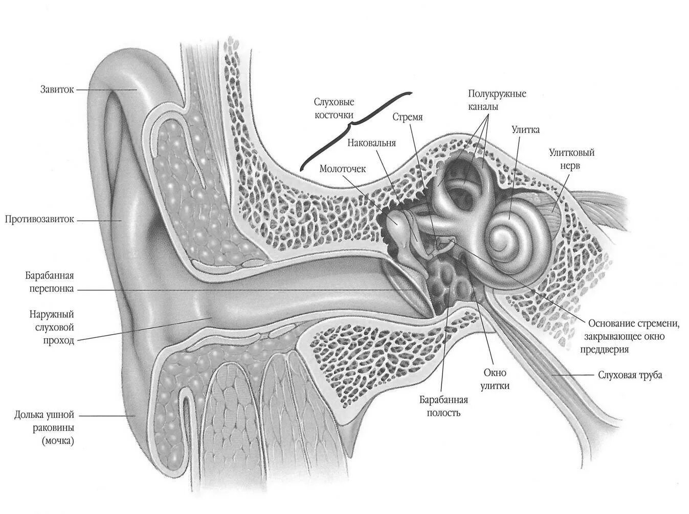 Ушная раковина строение внутри. Слуховая сенсорная система состоит из 3 отделов. Строение уха в разрезе. Анатомия ушной раковины внутри. Орган слуха слуховая труба