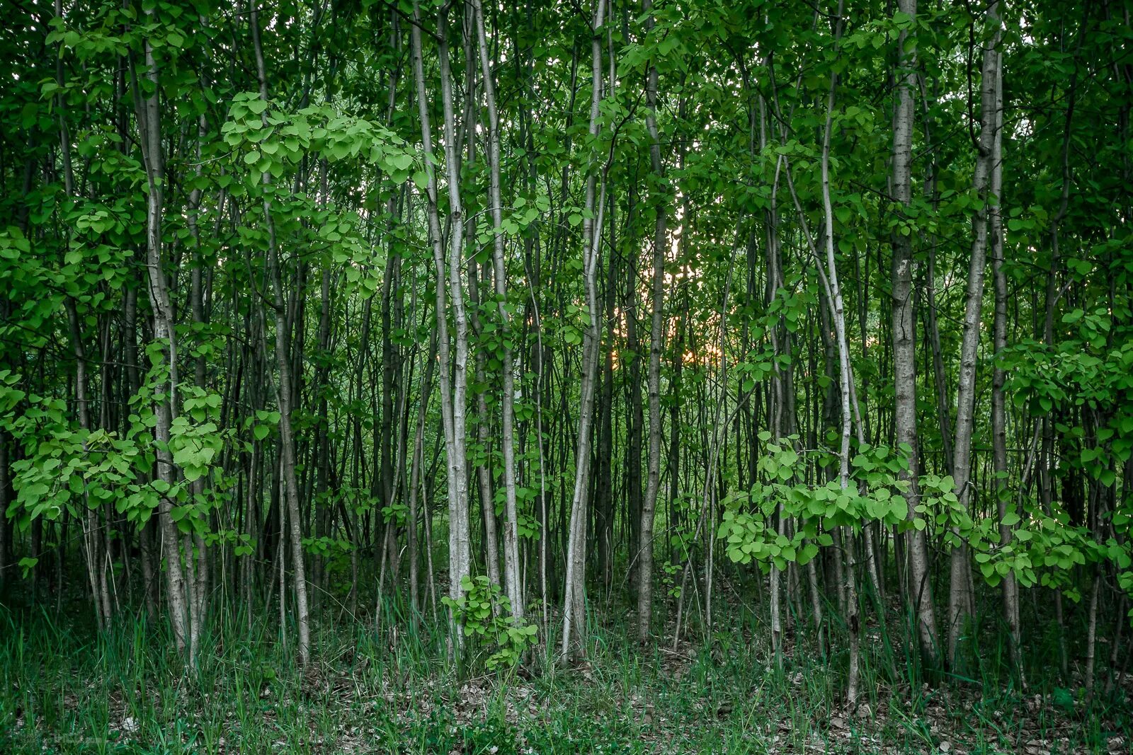 Дерево осина Осиновая роща. Осиновая роща лес. Курск осиновые леса. Осинник Кисличный. Заросли березки