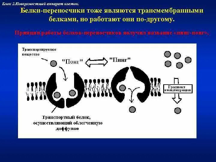 Кодирует ферменты содержит белки переносчики. Трансмембранные белки переносчики. Белки переносчики в мембране. Белки каналы переносчики насосы. Белковые каналы и белки переносчики биохимия.