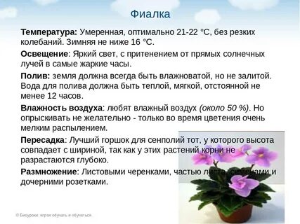 Условия ухода фиалка