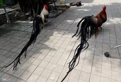 Курица опустила хвост вниз