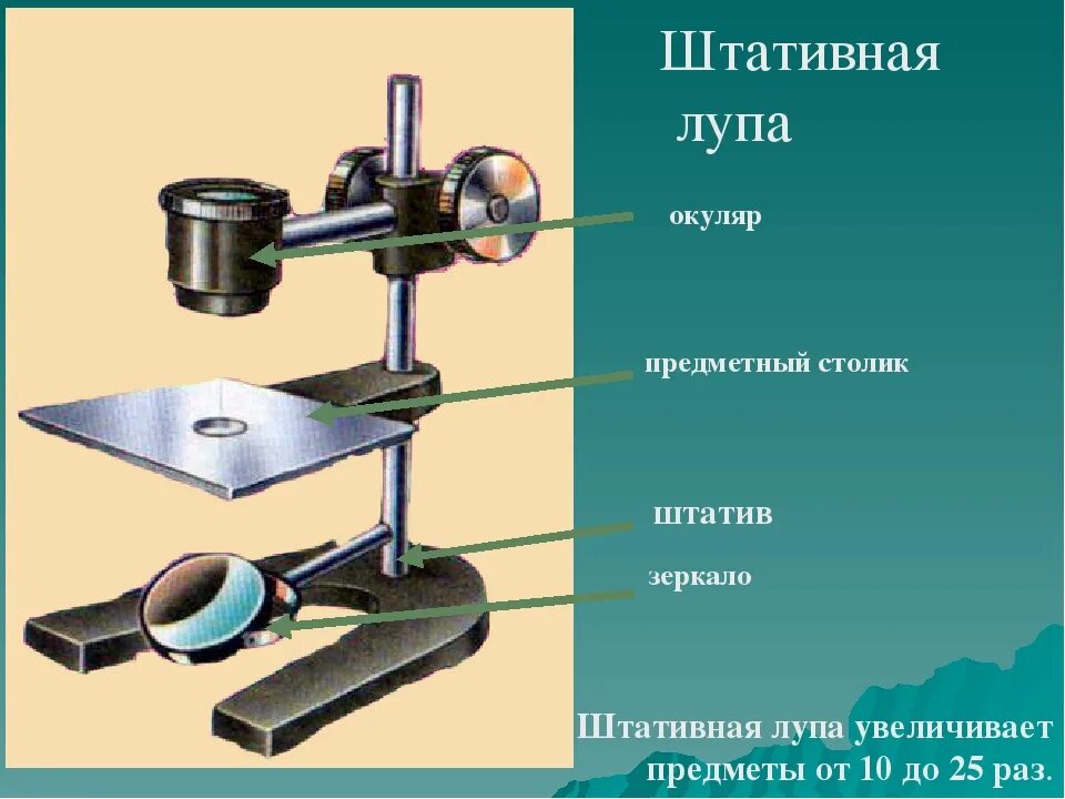 Рассмотрите с помощью лупы. Рассмотрите с помощью лупы