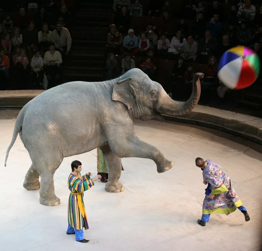 Девочка и слон цирк кисловодск. Слон в цирке. Цирковые животные. Слоны в цирке. Животные на арене цирка.