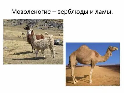 Верблюд отряд