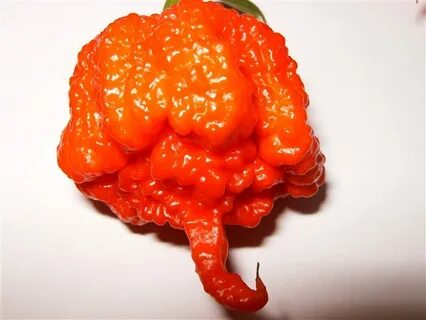 Carolina pepper