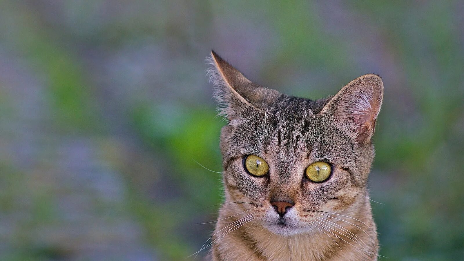 Глупый взгляд кошки. Уши животных. Крупные кошки. Кот с необычным взглядом.